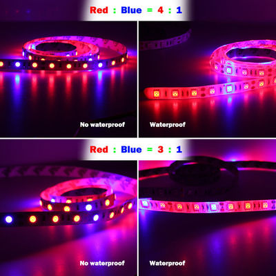 DC12V لتقوم بها بنفسك أحمر أزرق 3: 1 4: 1 5: 1 مصباح مزاج Led 12 فولت تنمو شرائط إضاءة للنباتات